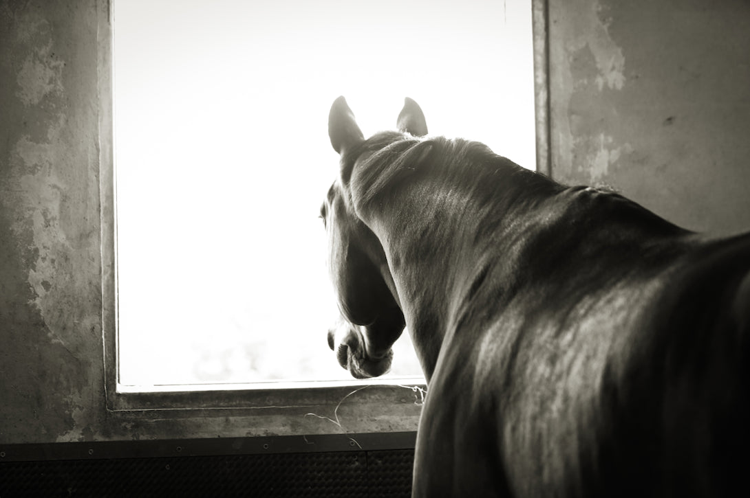 Shown from the back and in black and white, a horse looking out of a stable window
