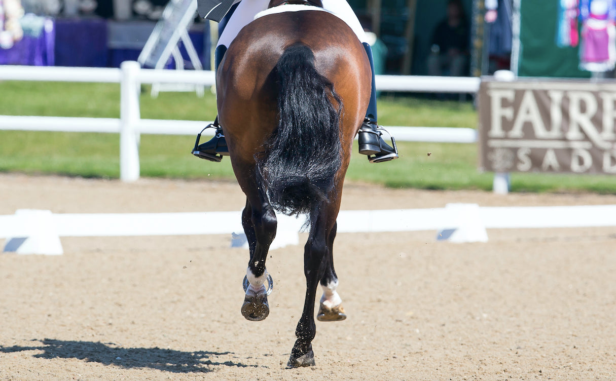 Back view of a horse's buttock as it trots through a riding ring