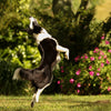 A collie dog in the garden jumping towards the sky 