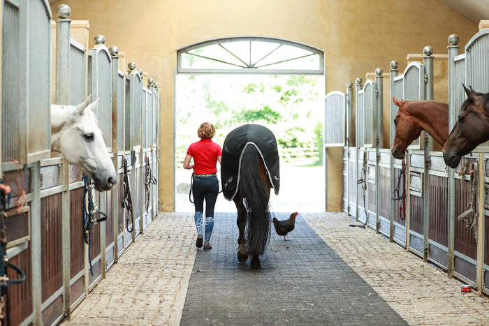 A horse being walked out the stables as other horses look out and watch
