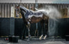A majestic looking horse being washed with a hose
