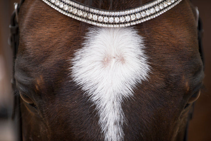 Close up of a horse's muzzle