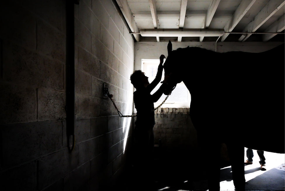 Black and white photo of a horse being cared for in a stable