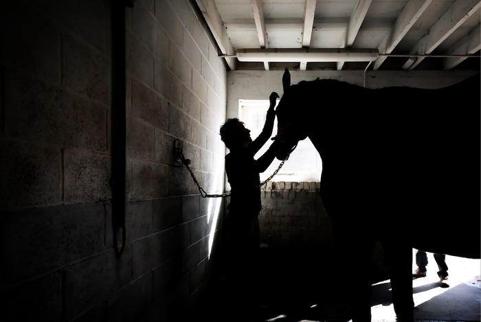 Black and white photo of a horse being cared for in a stable