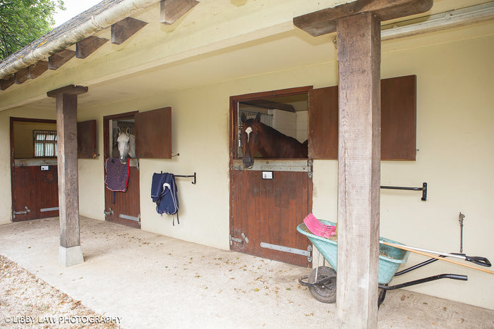 Two horses looking out of their individual stables