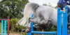 A person riding a grey horse, jumping over a blue jump 