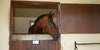 A horse leaning its head over a stable door