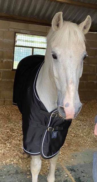 Special Edition Mark Todd Universal Sheet - BLACK with White binding.